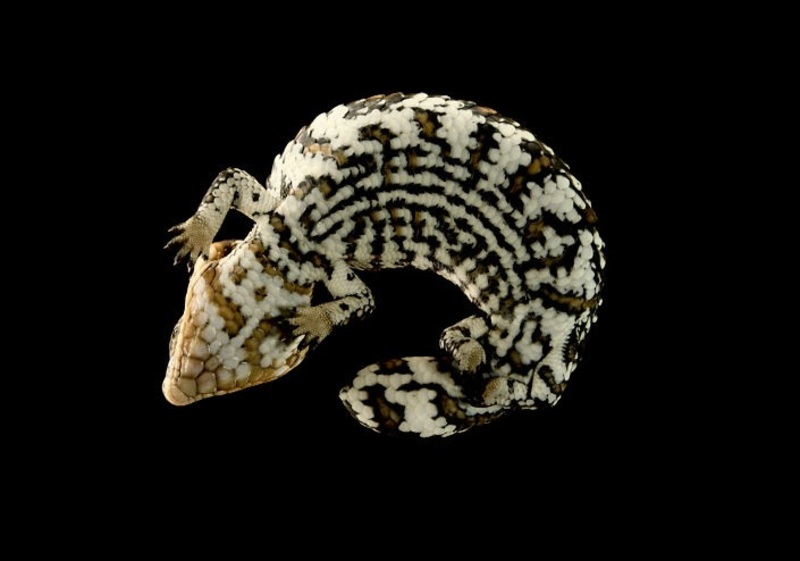 فنان يصور الحيوانات من زاوية لن تتوقعها.. جمال التفاصيل المخفية عن عينيك سيذهلك في هذه الصور والفيديو